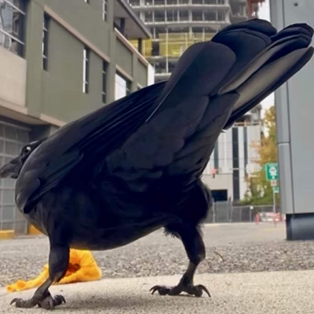Crow Butt