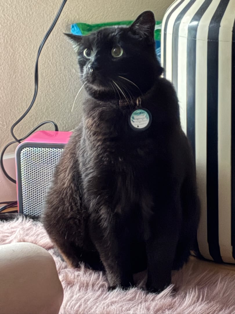 Panther Time, One More Time