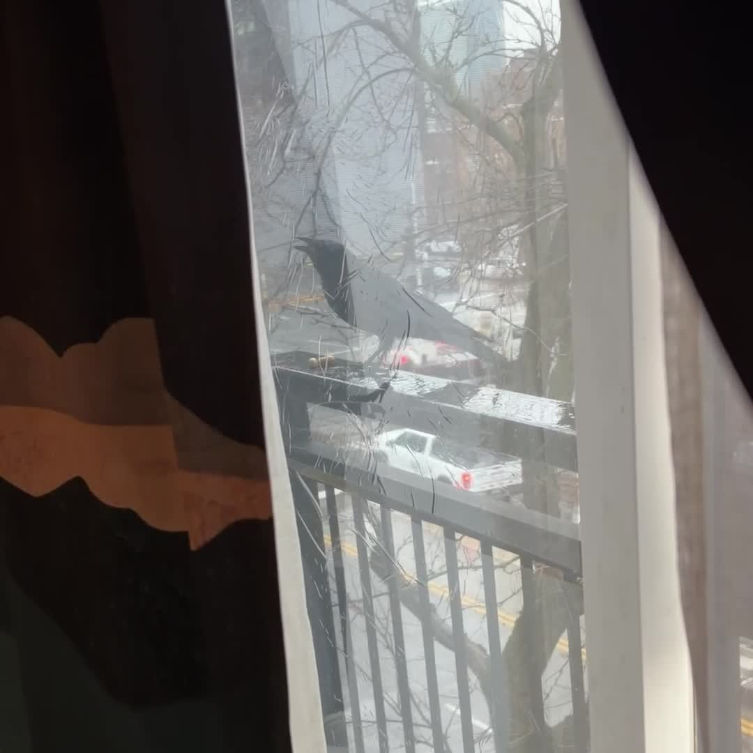 Balcony Visitor