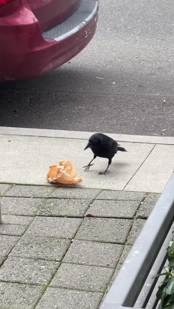 Silly Crow Loses an Egg