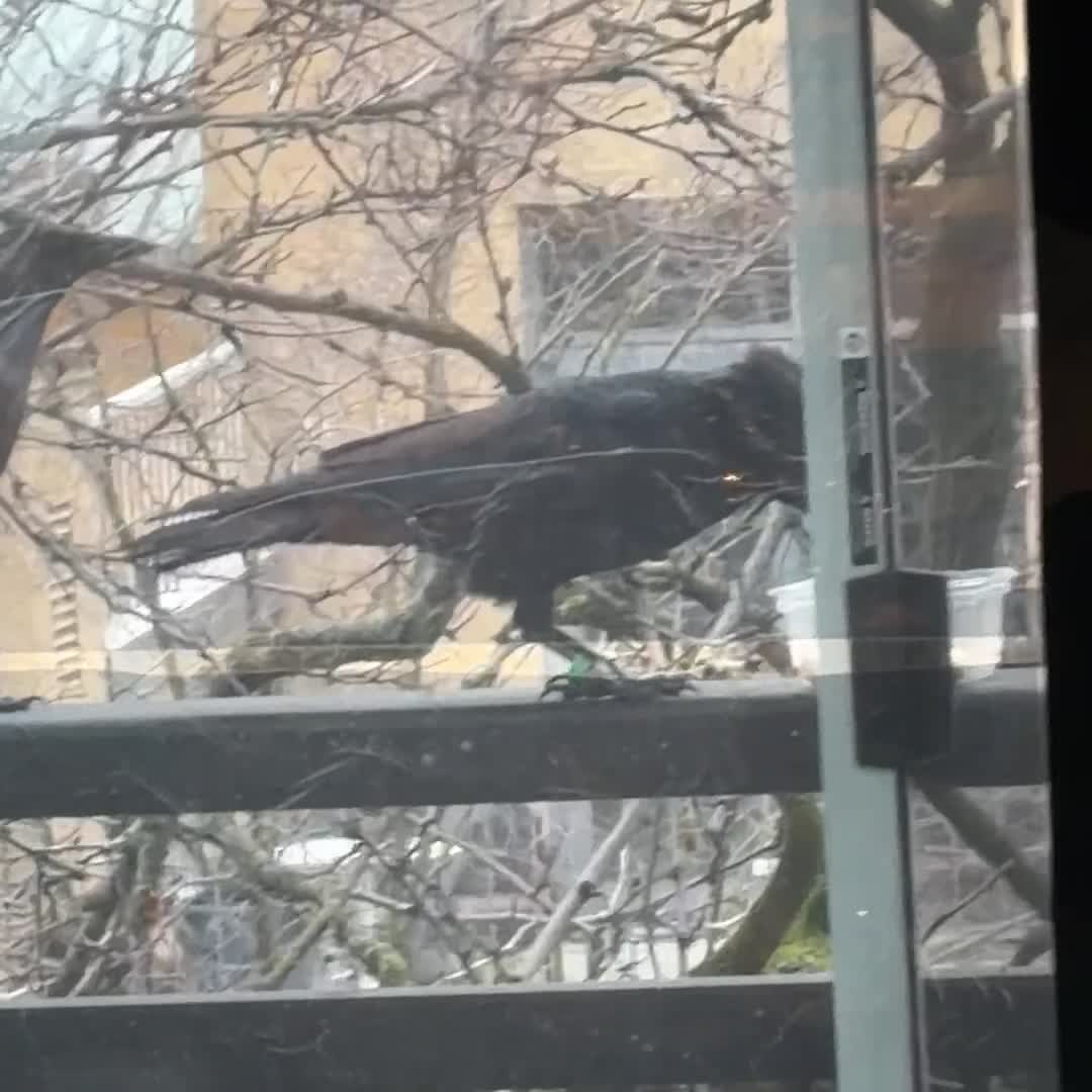 Crows