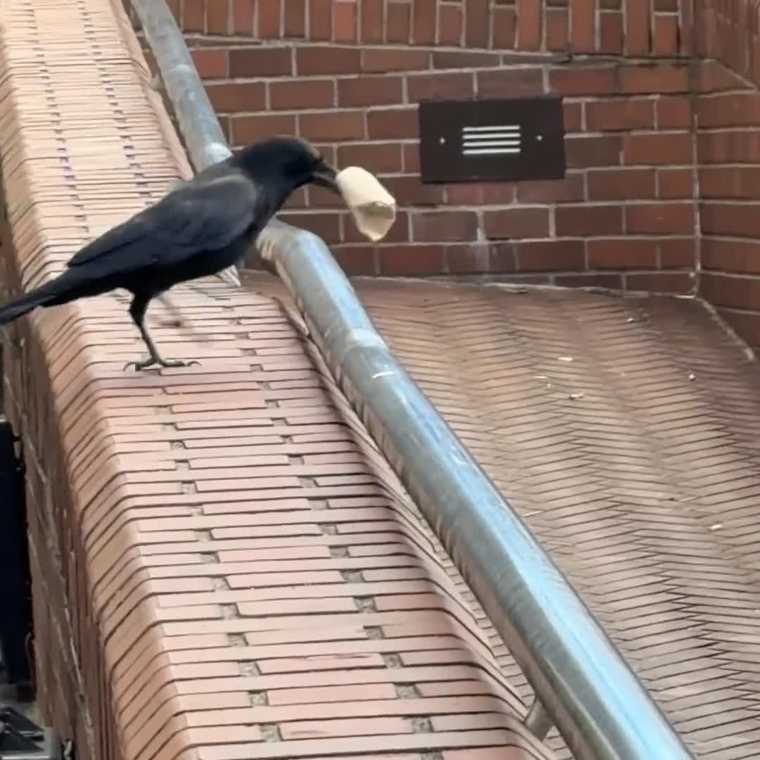 Very Silly Crows